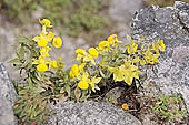 Wild vegetation along the Inca trail